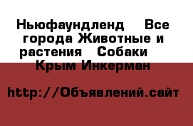 Ньюфаундленд  - Все города Животные и растения » Собаки   . Крым,Инкерман